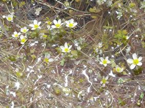 Ranunculus ololeucos